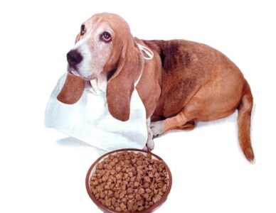 Natural Pet Food Image